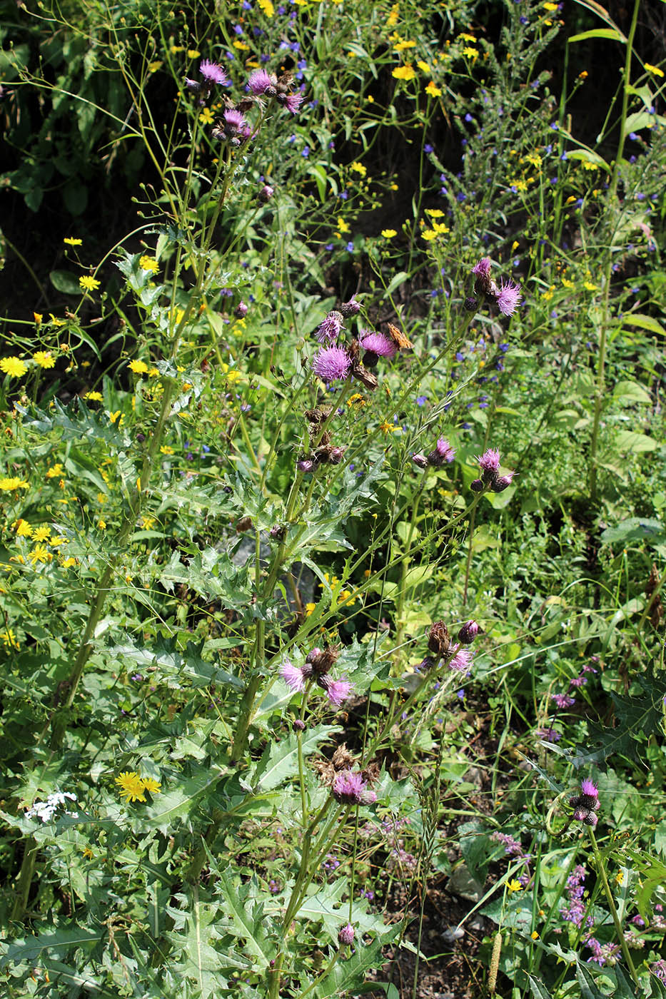 Image of Cirsium elbrusense specimen.