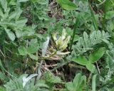 Astragalus resupinatus