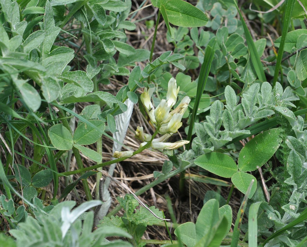 Изображение особи Astragalus resupinatus.