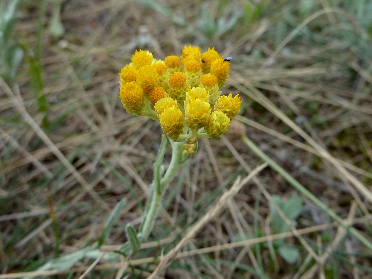 Изображение особи Helichrysum arenarium.