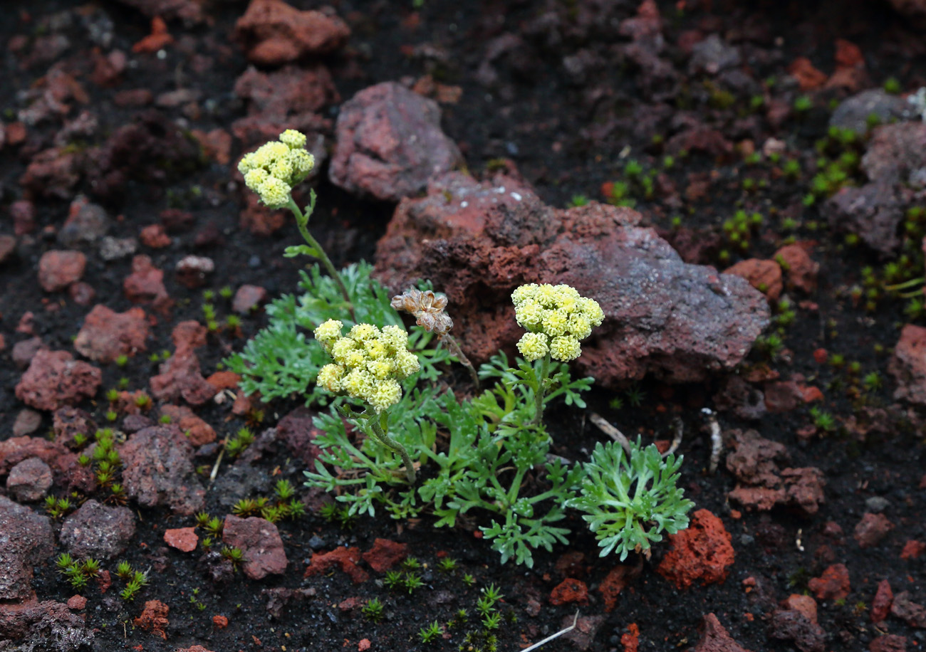 Image of Artemisia glomerata specimen.