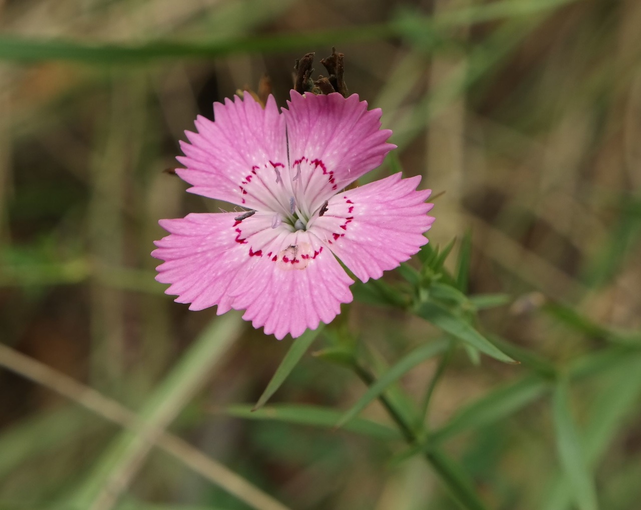 Image of Dianthus caucaseus specimen.