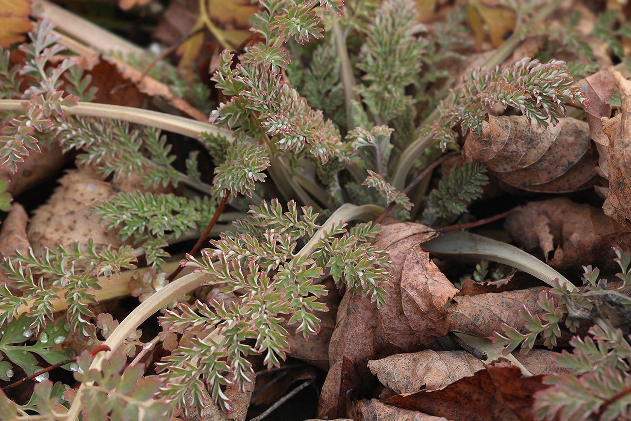 Изображение особи Corydalis ophiocarpa.