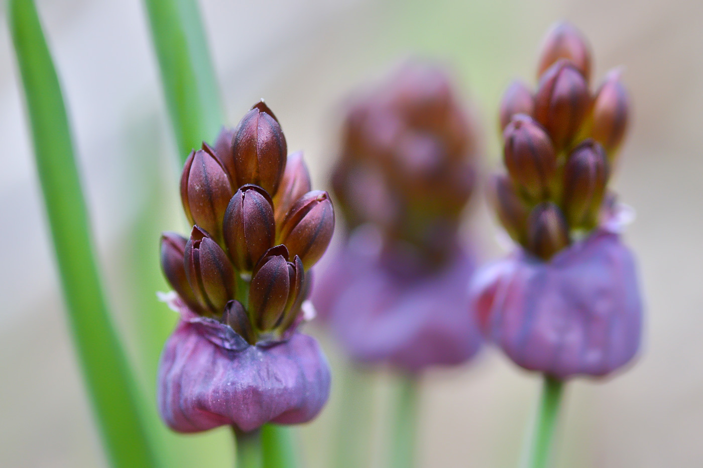 Image of Allium atrosanguineum specimen.