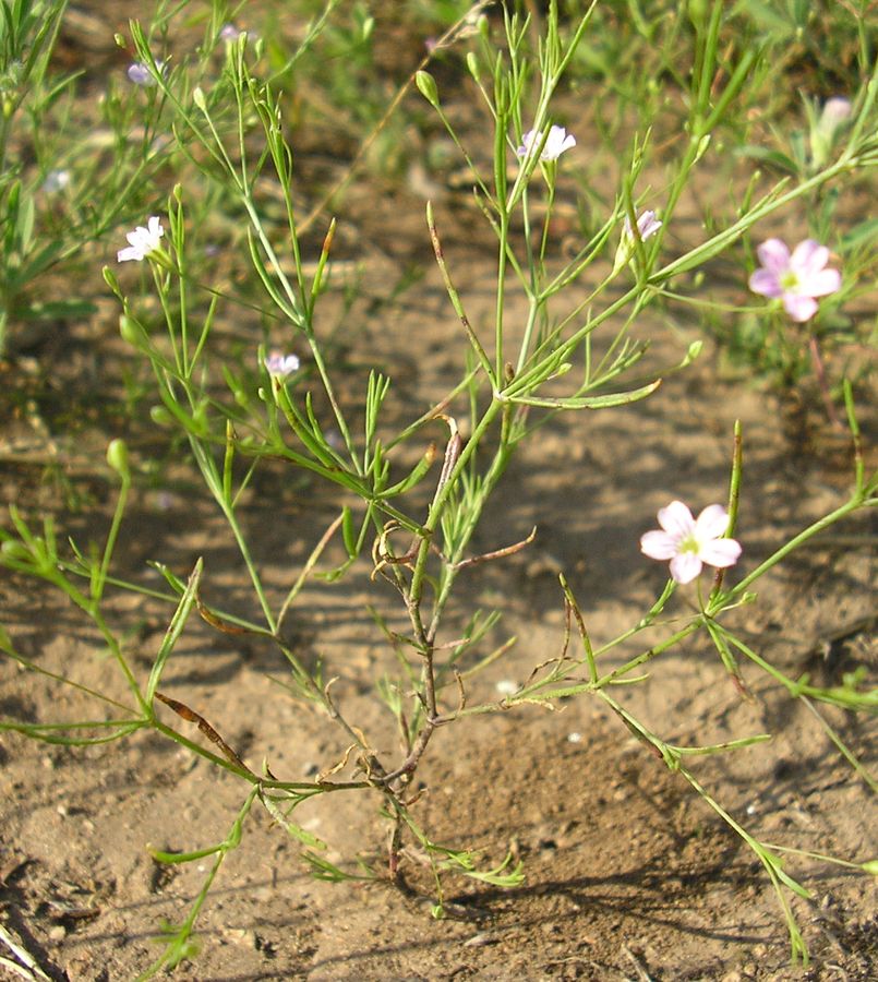 Изображение особи Psammophiliella muralis.