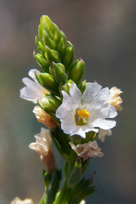 Изображение особи Leptorhabdos parviflora.