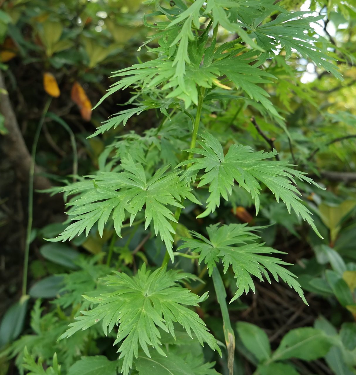 Изображение особи Aconitum nasutum.