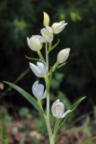 Cephalanthera damasonium