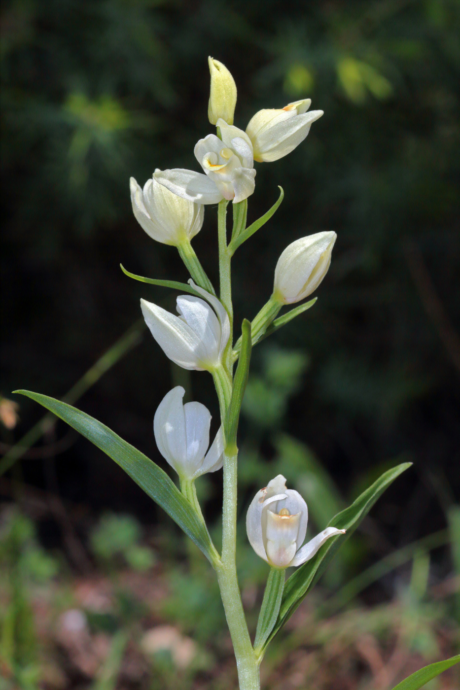 Изображение особи Cephalanthera damasonium.