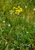 Bupleurum aureum подвид porfirii. Цветущее растение. Алтай, Катунский хребет, берег оз. Нижнее Мультинское, ≈ 1600 м н.у.м., луг на опушке хвойного леса. 30.06.2018.