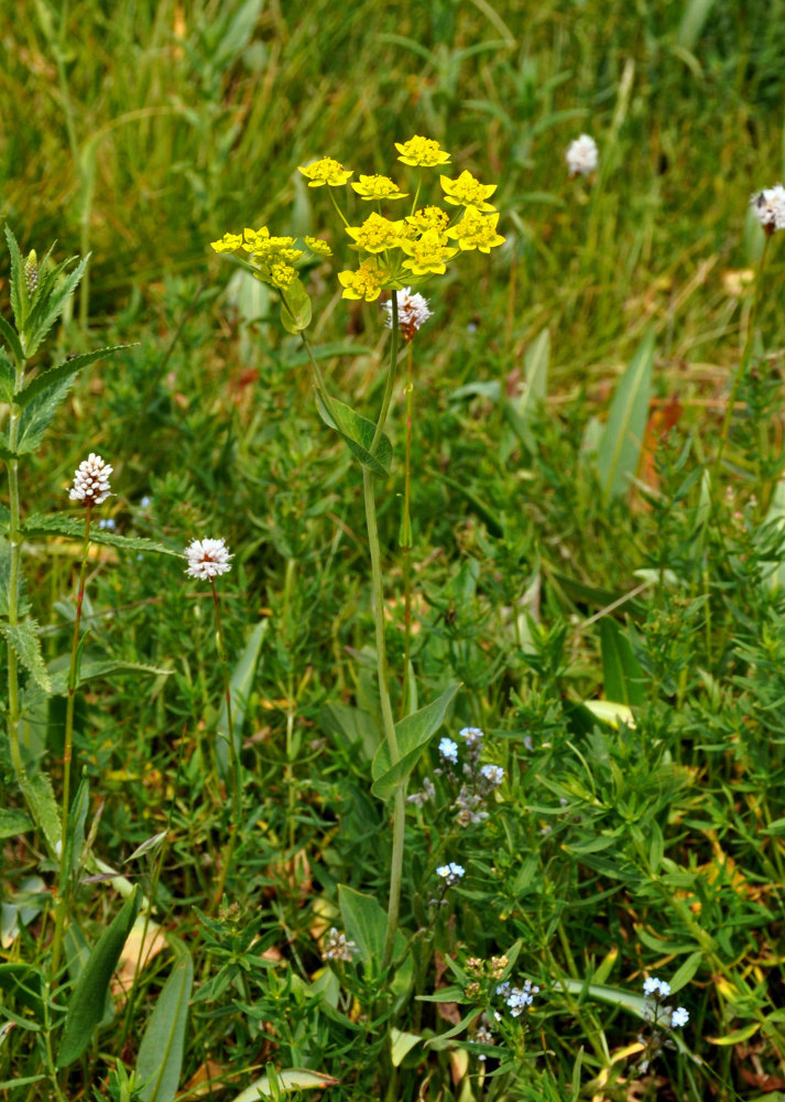 Изображение особи Bupleurum aureum ssp. porfirii.