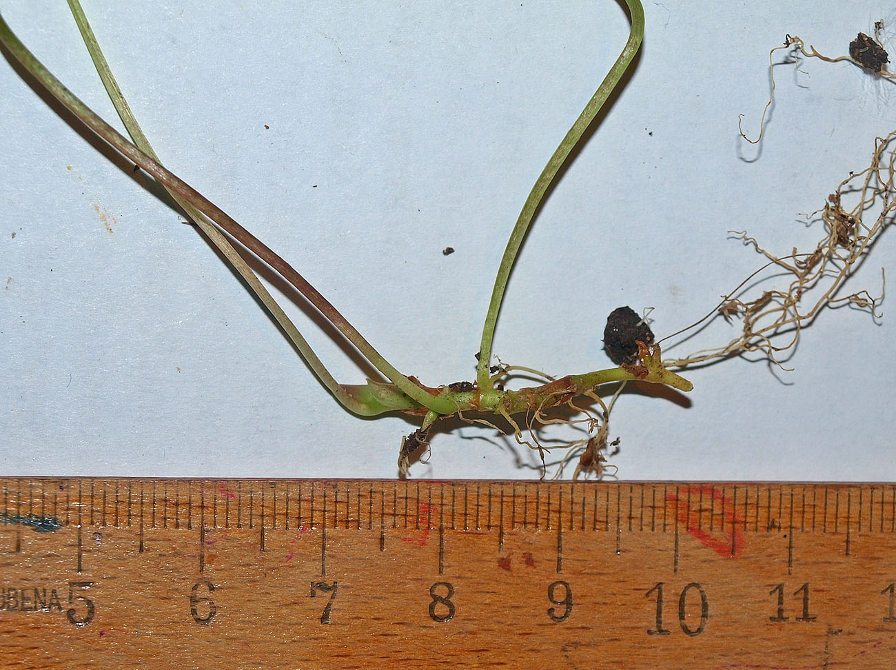 Image of Viola palustris specimen.