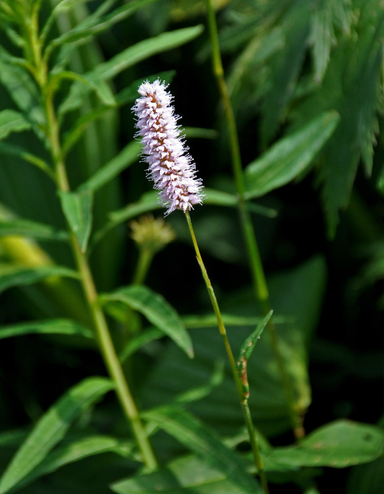 Изображение особи Bistorta elliptica.