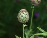 Centaurea scabiosa. Бутонизирующее соцветие. Московская обл., Раменский р-н, пос. Ильинский, на сухой улице. 17.07.2018.