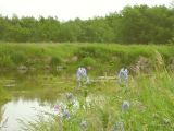 Aconitum maximum