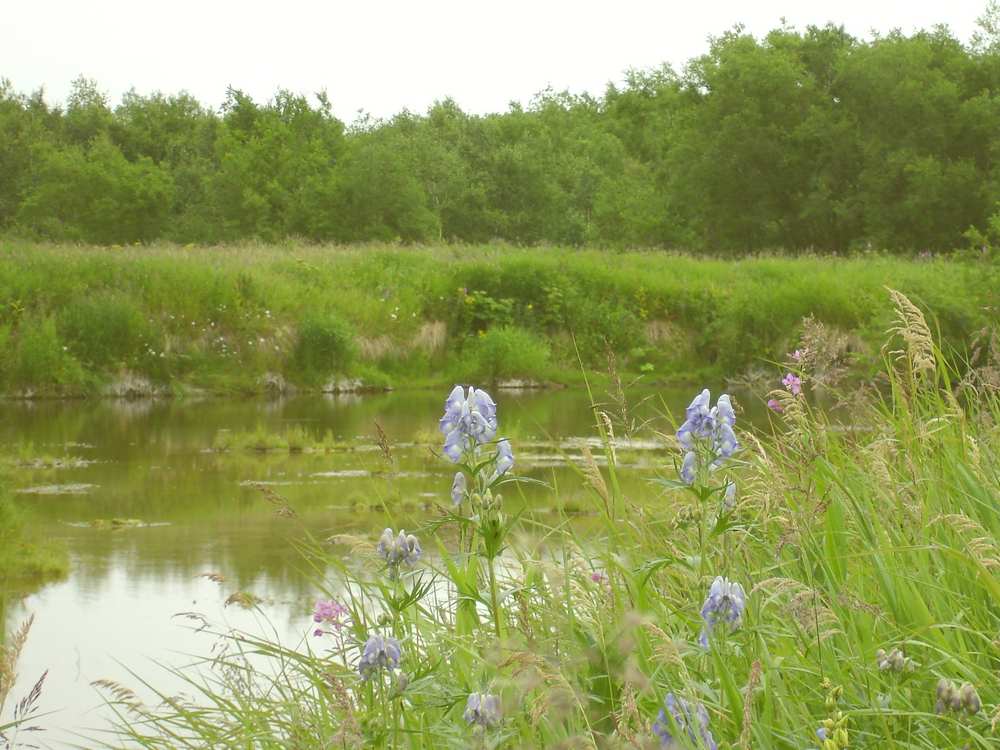 Изображение особи Aconitum maximum.