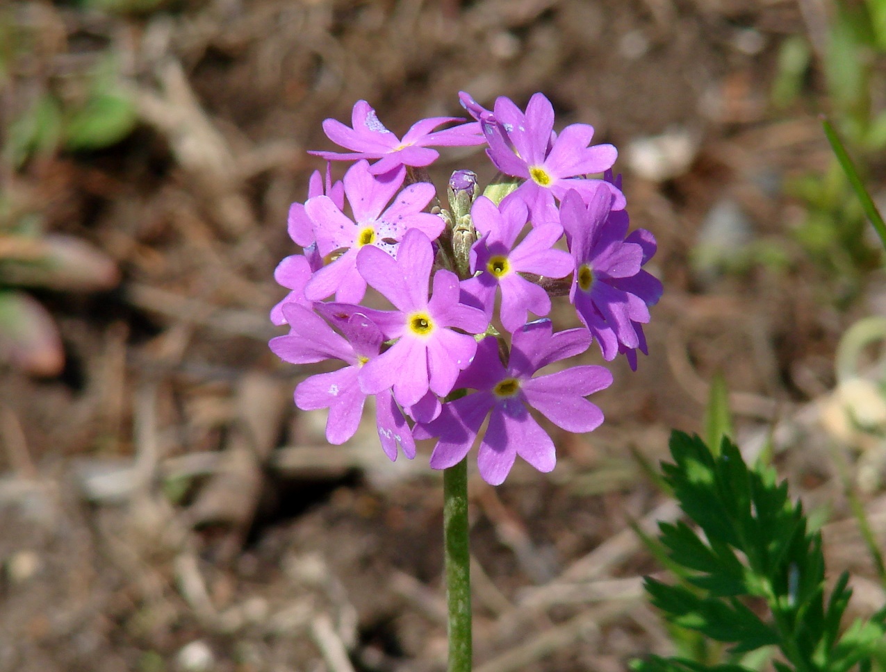 Изображение особи Primula farinosa.