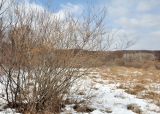 genus Salix