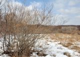 род Salix. Распускающееся дерево. Приморский край, Уссурийский гор. округ, окр. с. Монакино, сырой луг. 08.03.2017.