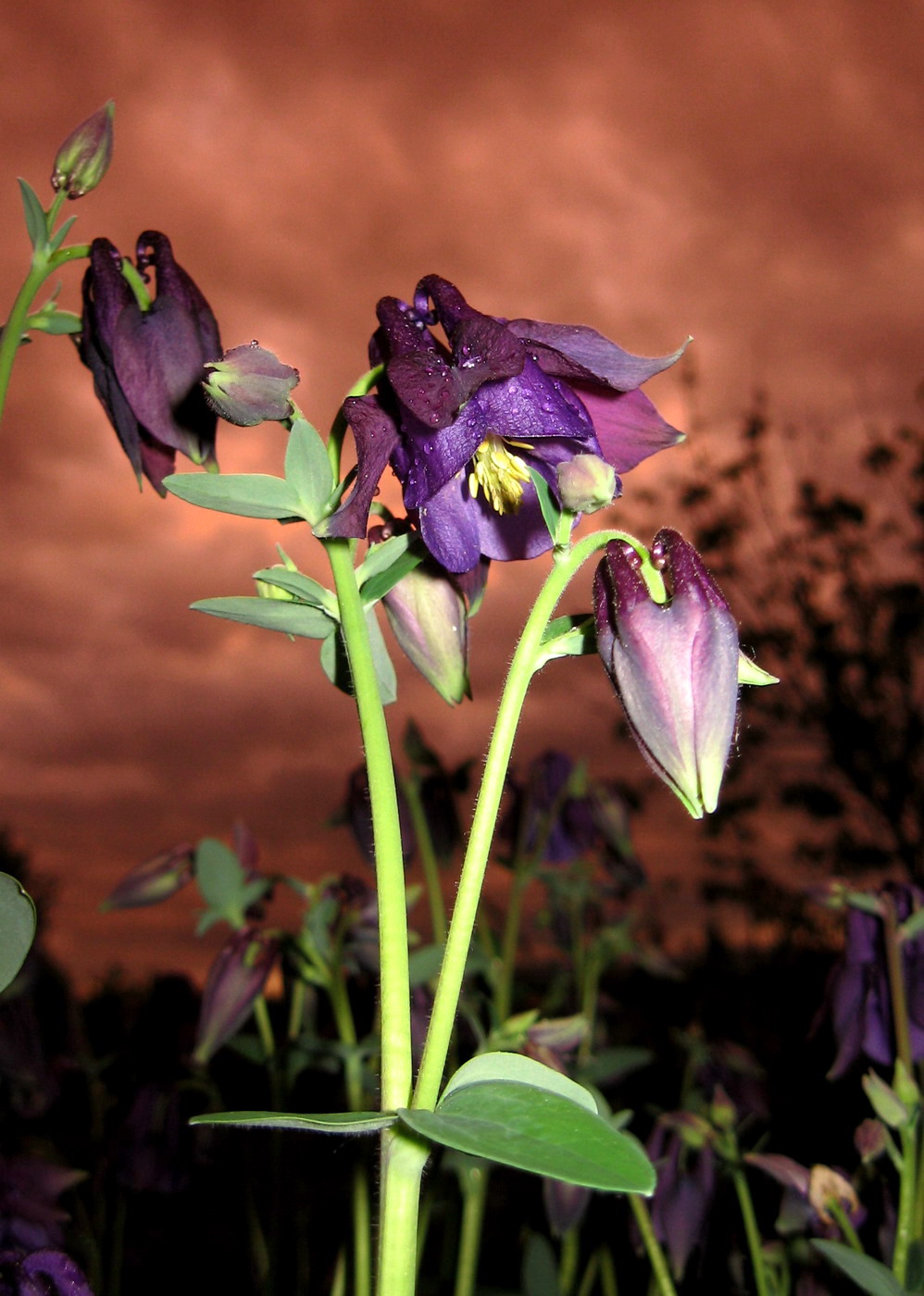 Изображение особи Aquilegia vulgaris.