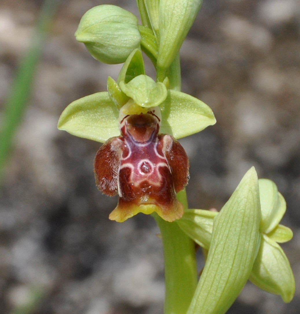 Изображение особи Ophrys flavomarginata.