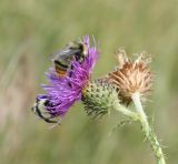 Carduus acanthoides. Верхушка побега с фуражирующими шмелями. Казахстан, Восточно-Казахстанская обл, Уланский р-н, окр. с. Украинка, луг. 18.08.2010.