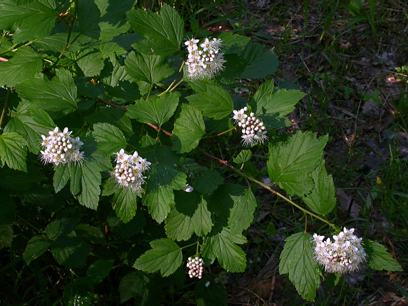 Image of Physocarpus opulifolius specimen.