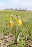 Tulipa scythica