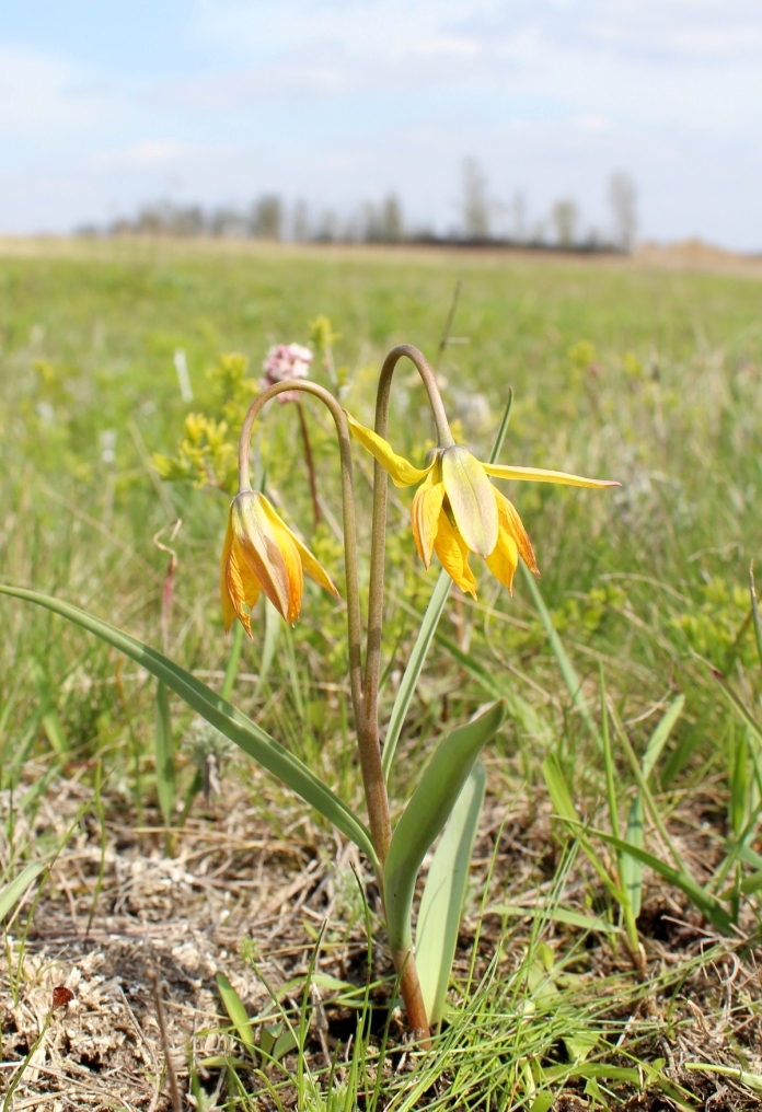 Image of Tulipa scythica specimen.