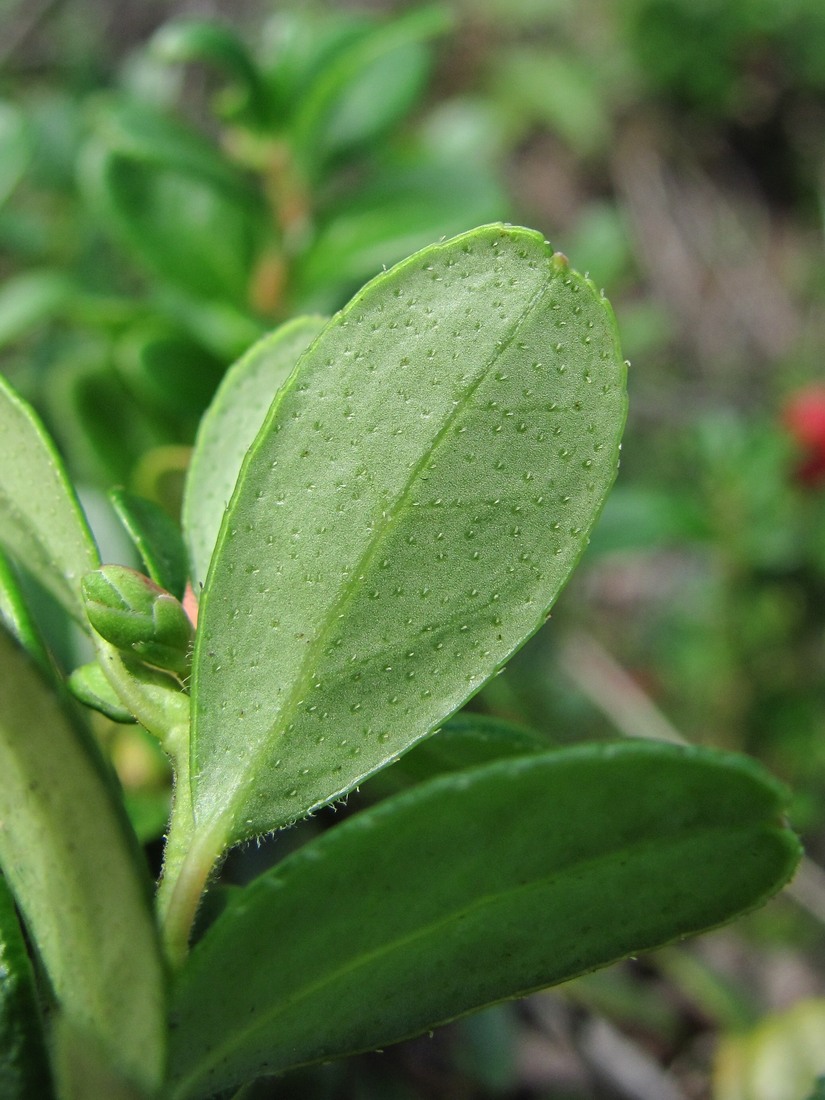 Image of Vaccinium vitis-idaea specimen.