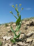 Tauscheria lasiocarpa. Цветущее растение с завязавшимися плодами. Южный Казахстан, западные отроги Киргизского хр., горы Ботамойнак в окр. г. Тараз, ≈ 850 м н.у.м., каменистый склон юго-зап. экспозиции. 18 апреля 2019 г.