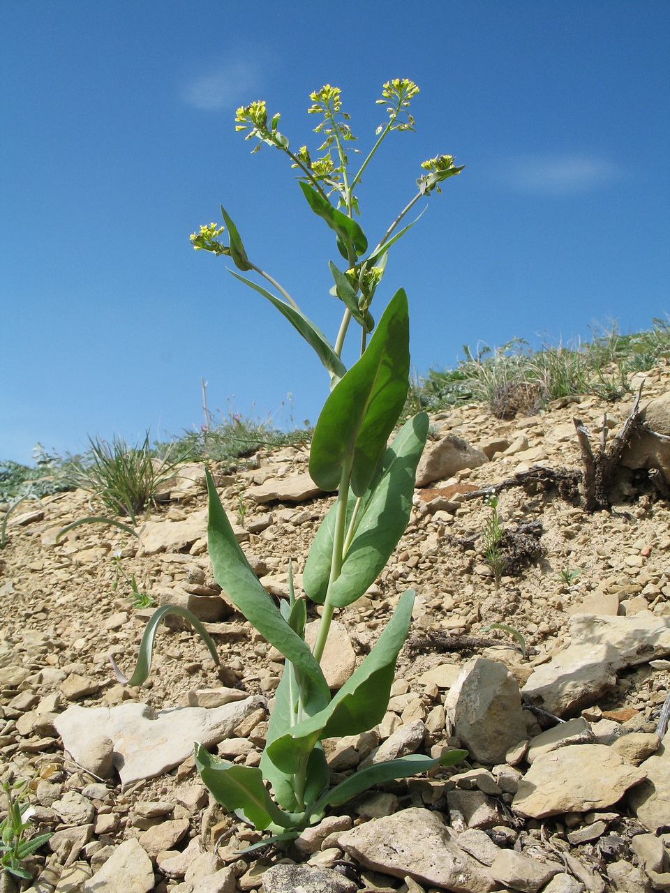 Изображение особи Tauscheria lasiocarpa.