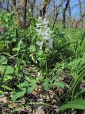 Corydalis cava