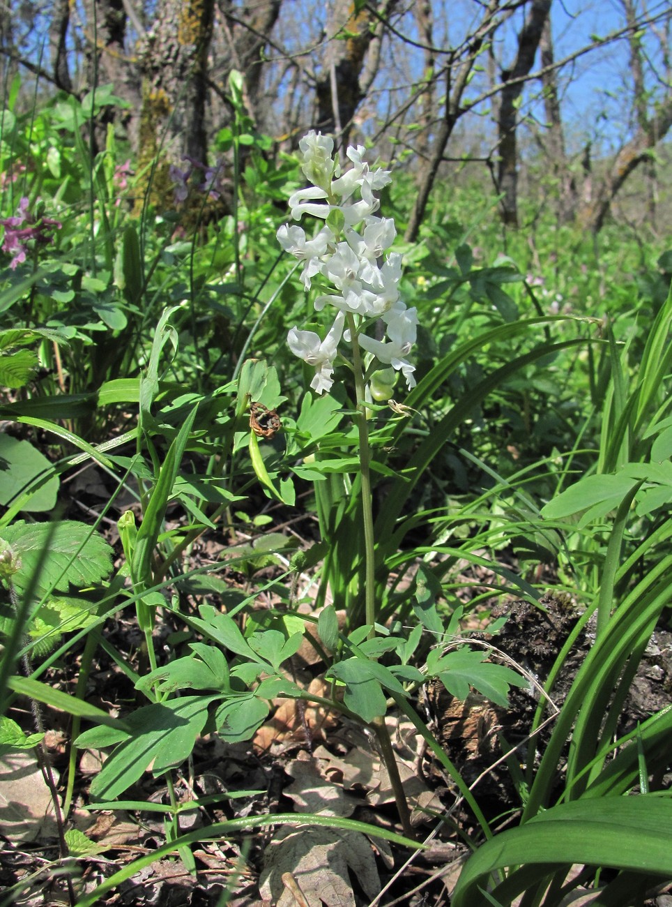 Изображение особи Corydalis cava.