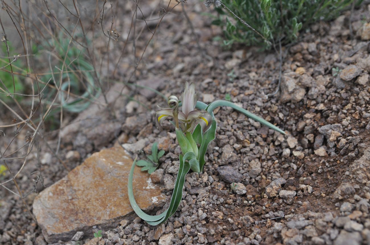 Image of Juno caucasica specimen.