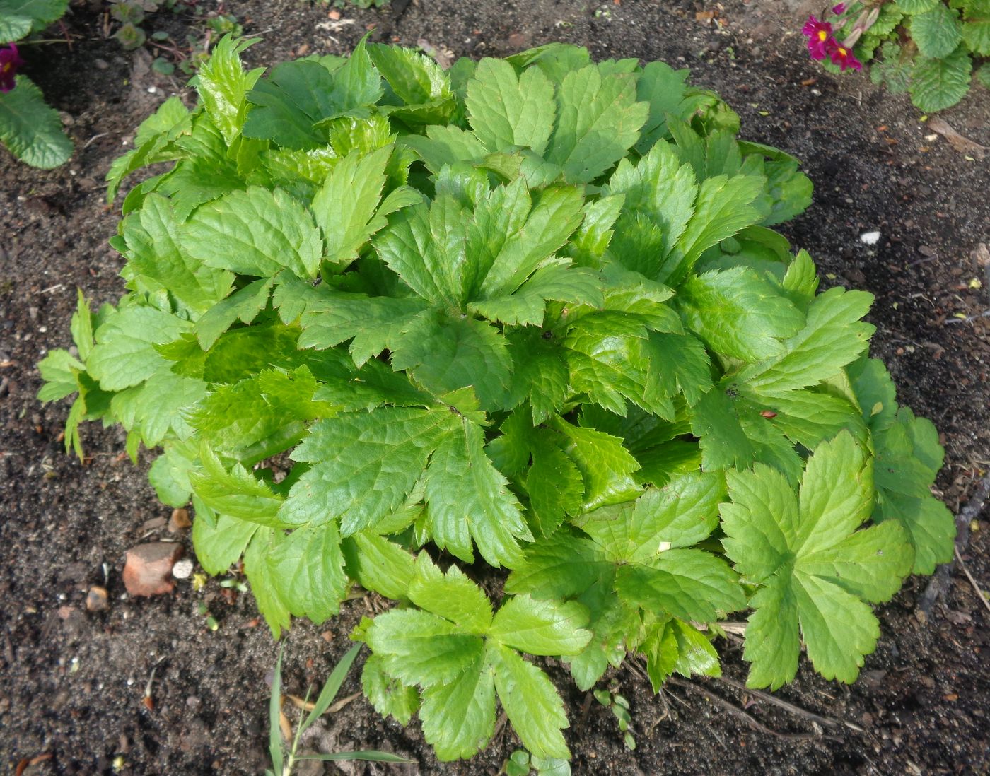 Image of Astrantia major specimen.