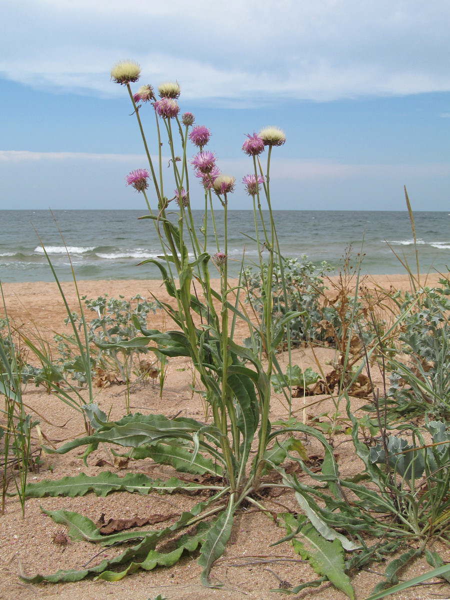 Image of Jurinea longifolia specimen.