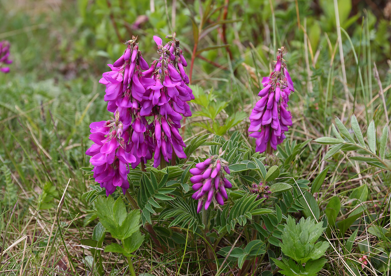 Изображение особи Hedysarum austrosibiricum.