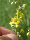 Verbascum lychnitis