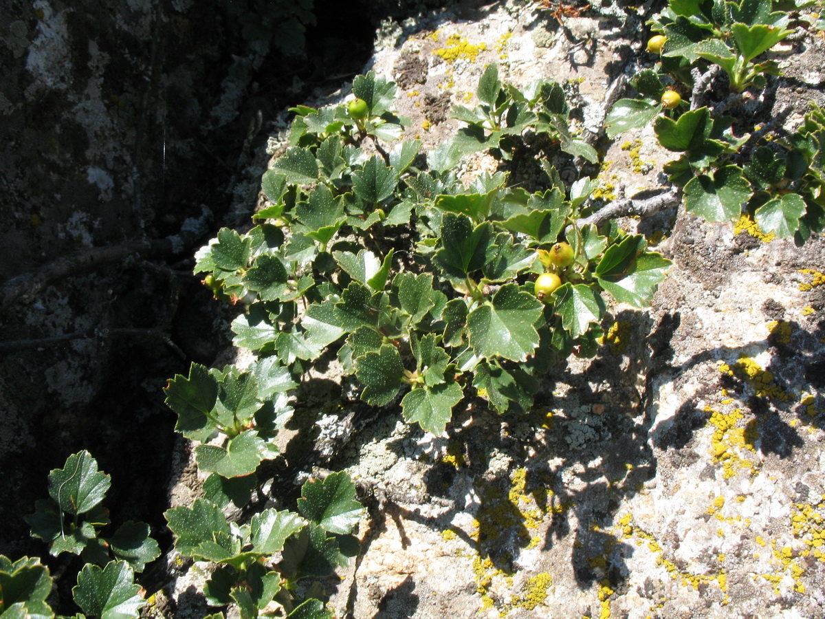 Image of Ribes heterotrichum specimen.