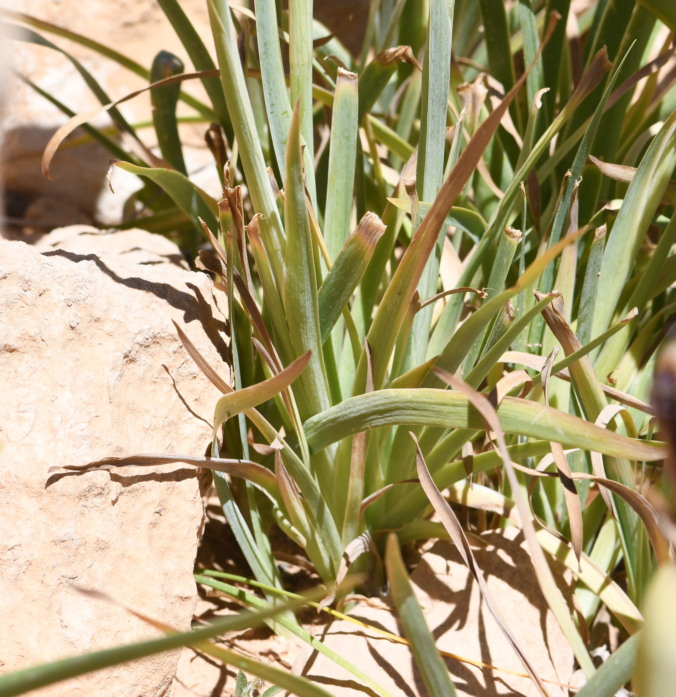 Image of Iris petrana specimen.