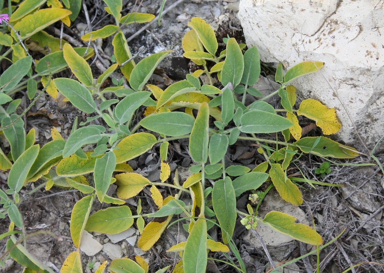 Image of Salvia ringens specimen.