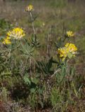 genus Anthyllis
