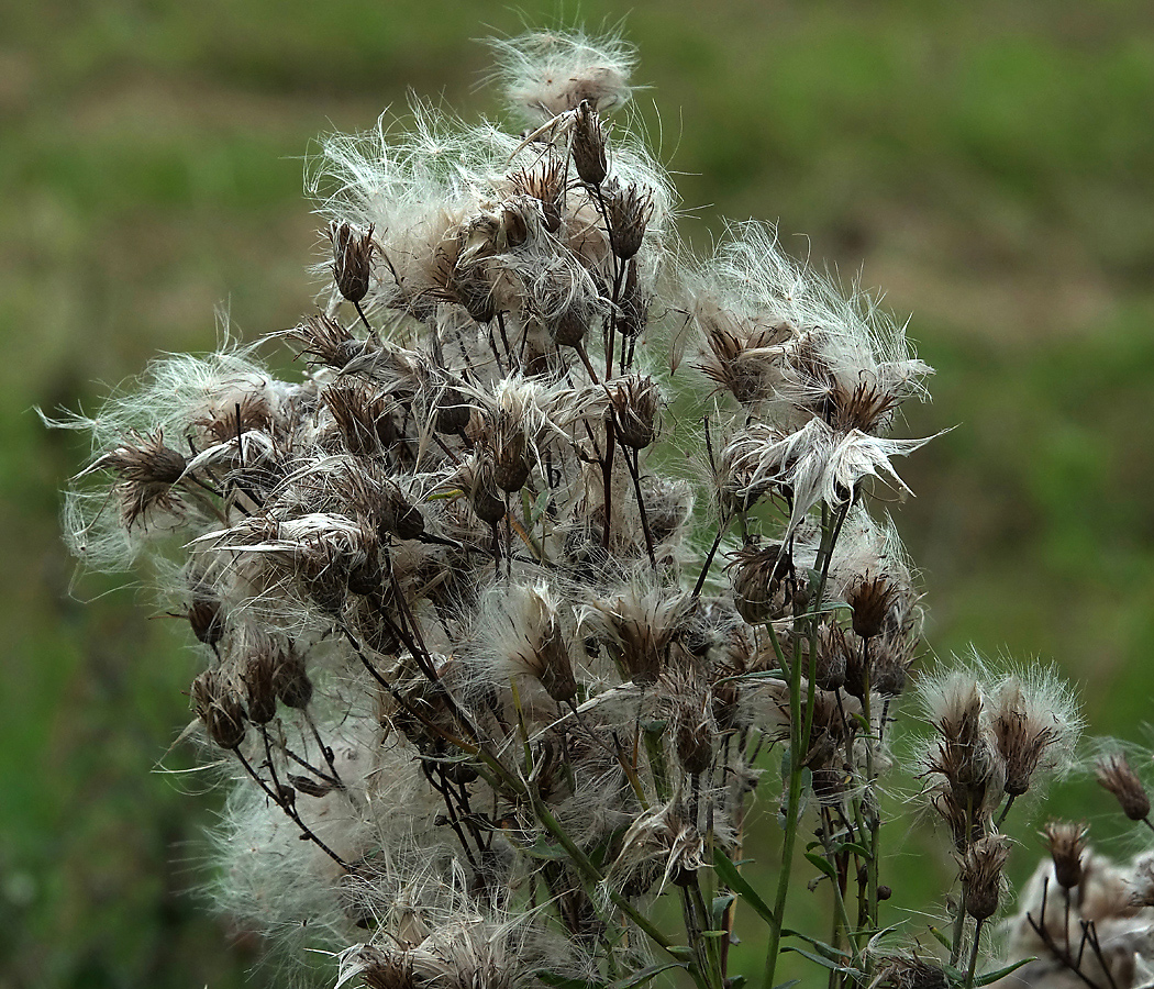 Image of Cirsium setosum specimen.