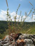 Galium verticillatum