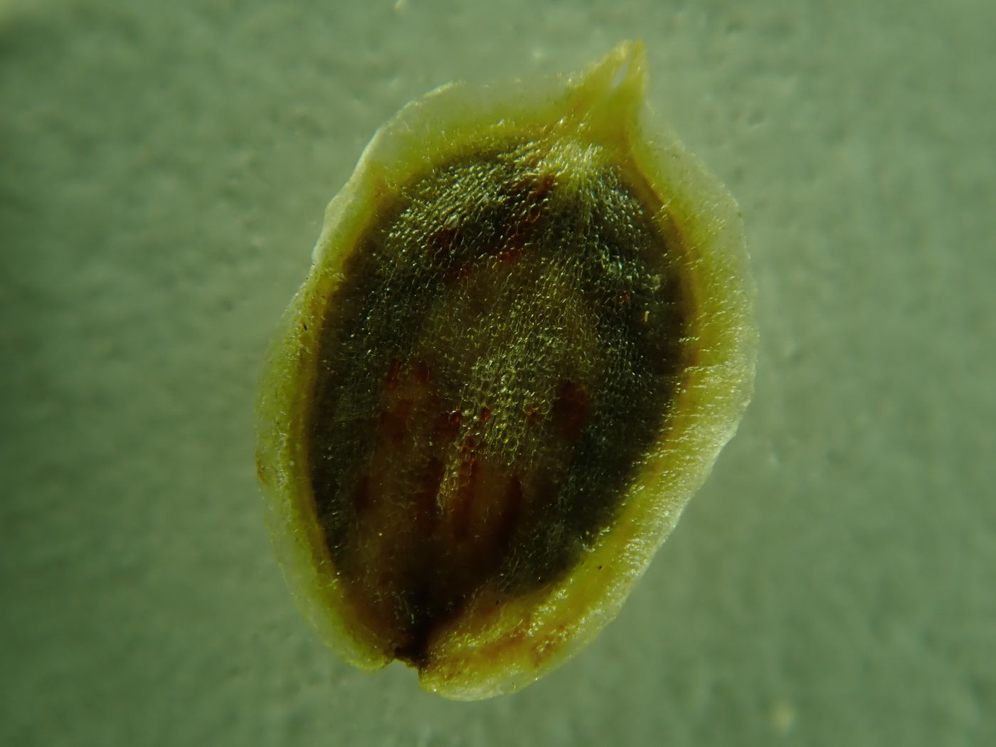 Image of Corispermum chinganicum specimen.