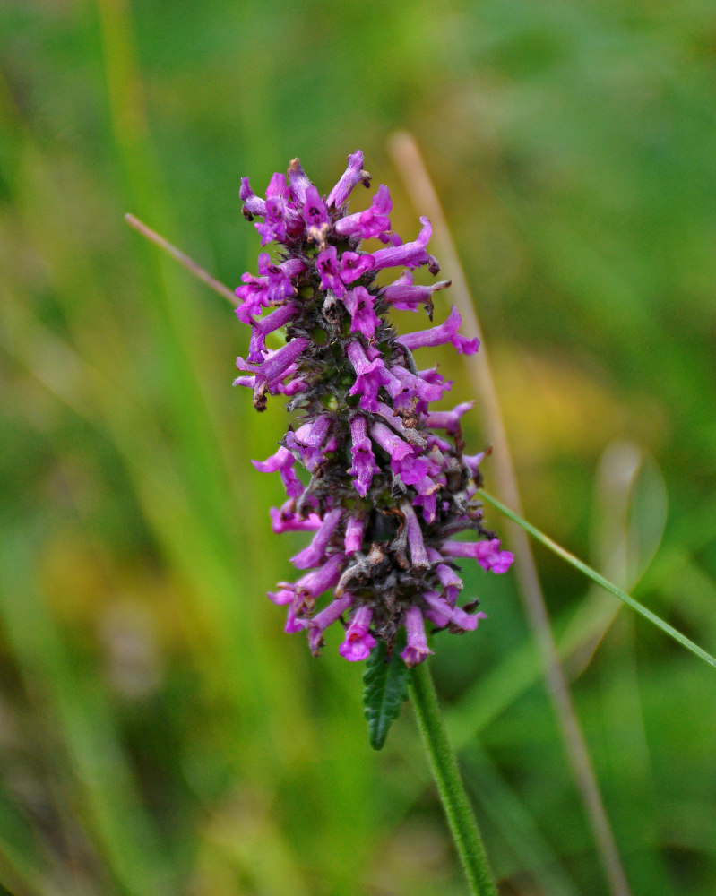 Image of Betonica officinalis specimen.