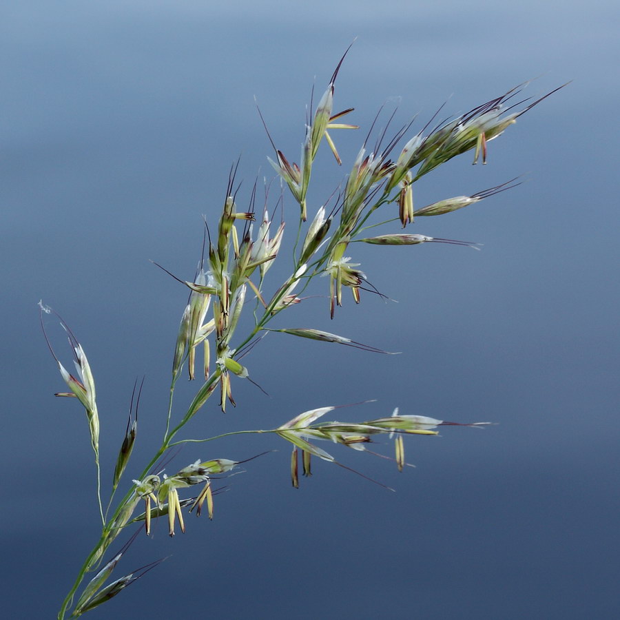 Image of Helictotrichon pubescens specimen.