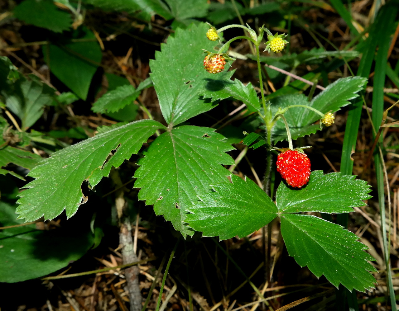 Изображение особи Fragaria vesca.