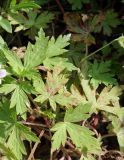 Geranium sibiricum. Листья. Сахалинская обл., Невельский р-н, склон, около тропы к водопаду Салют. 14.08.2019.